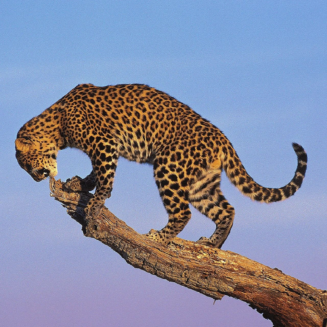 花豹,豹属的大型肉食性动物,花豹头部的斑点小而密,背部的斑点密而较