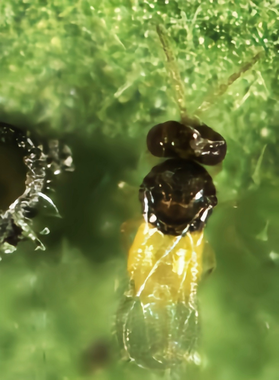 每天认识一种昆虫——丽蚜小蜂 丽蚜小蜂是膜翅目,蚜小蜂科,蚜小蜂属