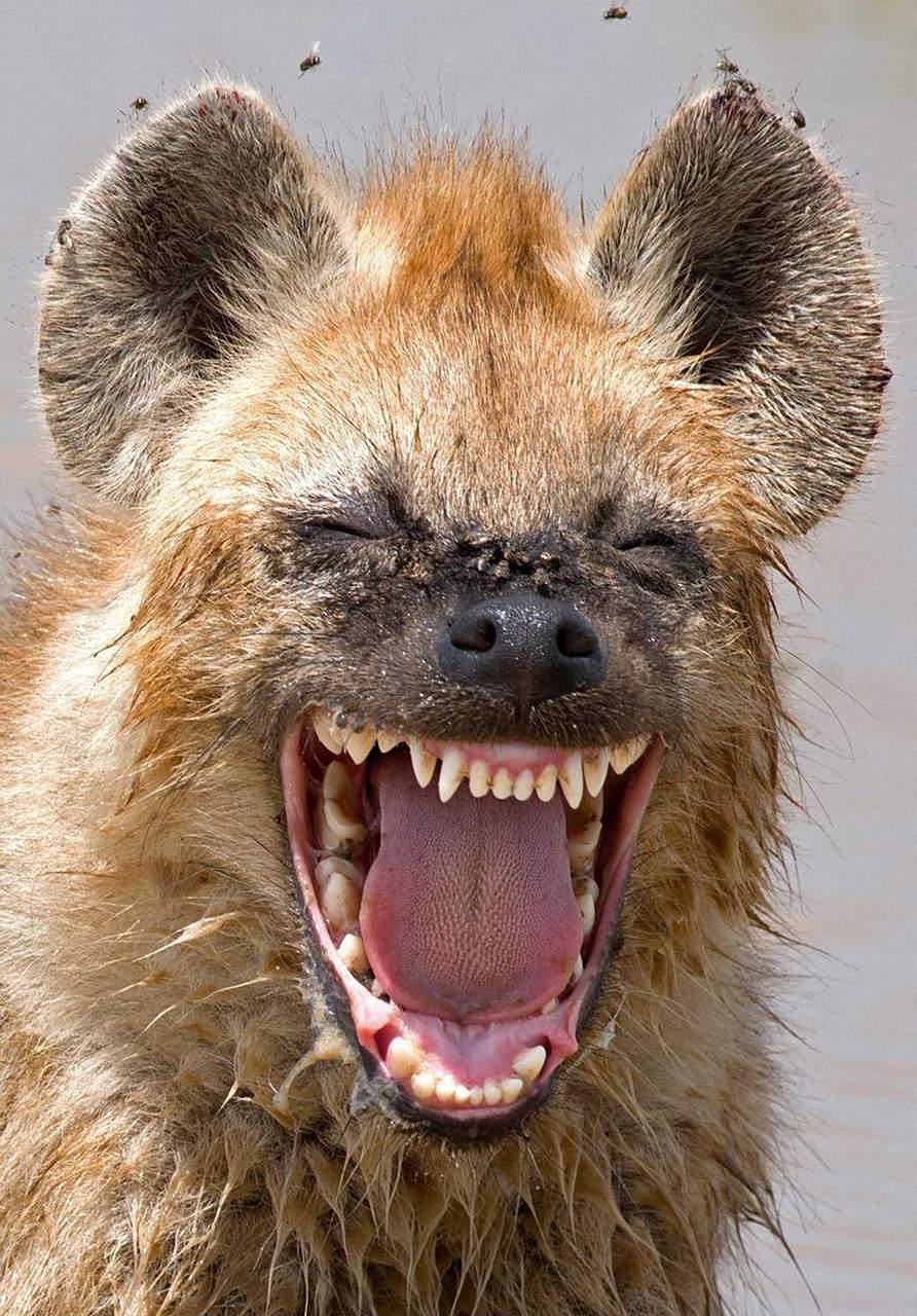 今天看到一则知识,有点意思: 笑其实是一种很奇怪的行为