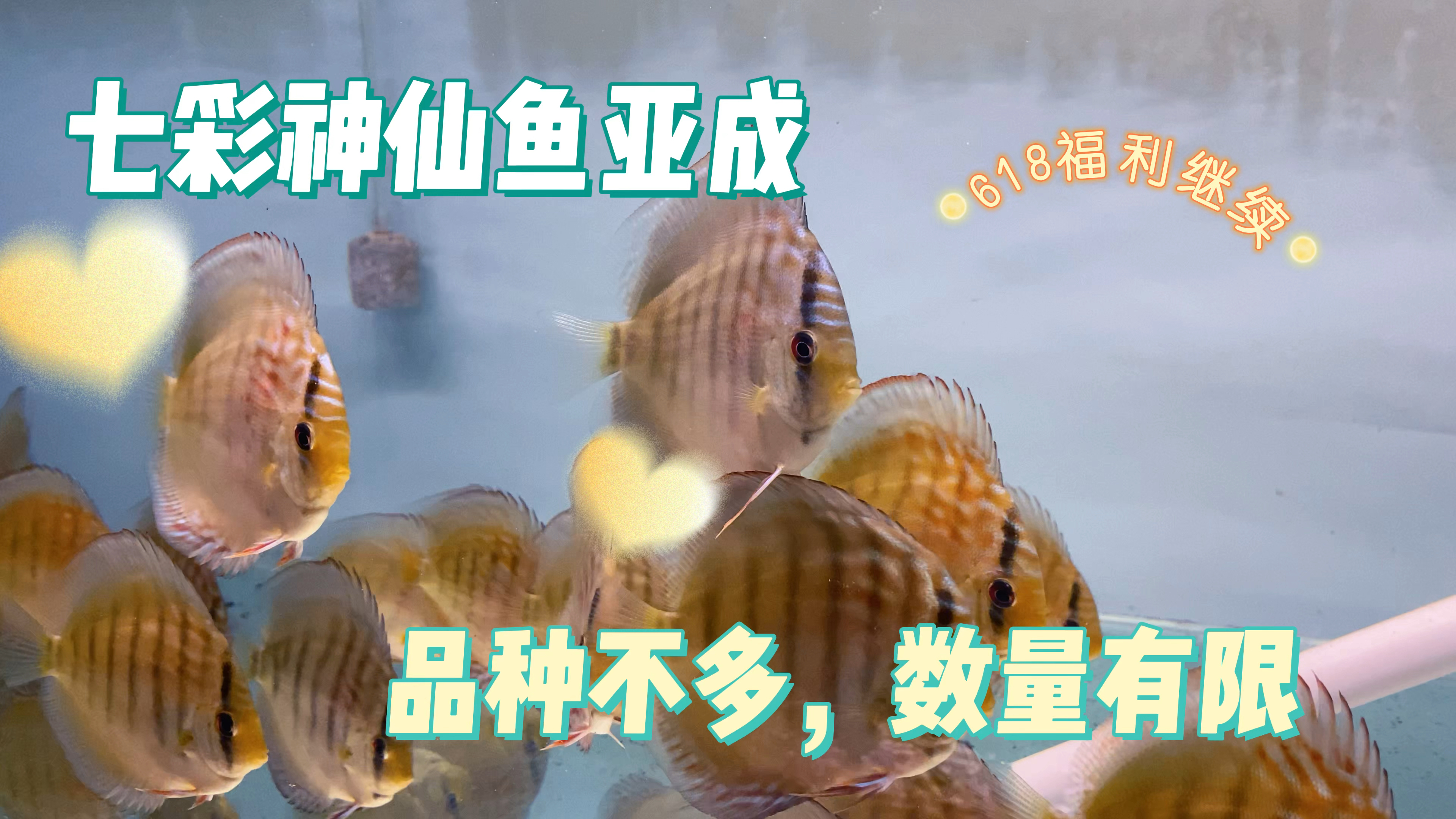 618福利继续,今天放点鱼。数量不多品种也不多,喜欢的联系我哦