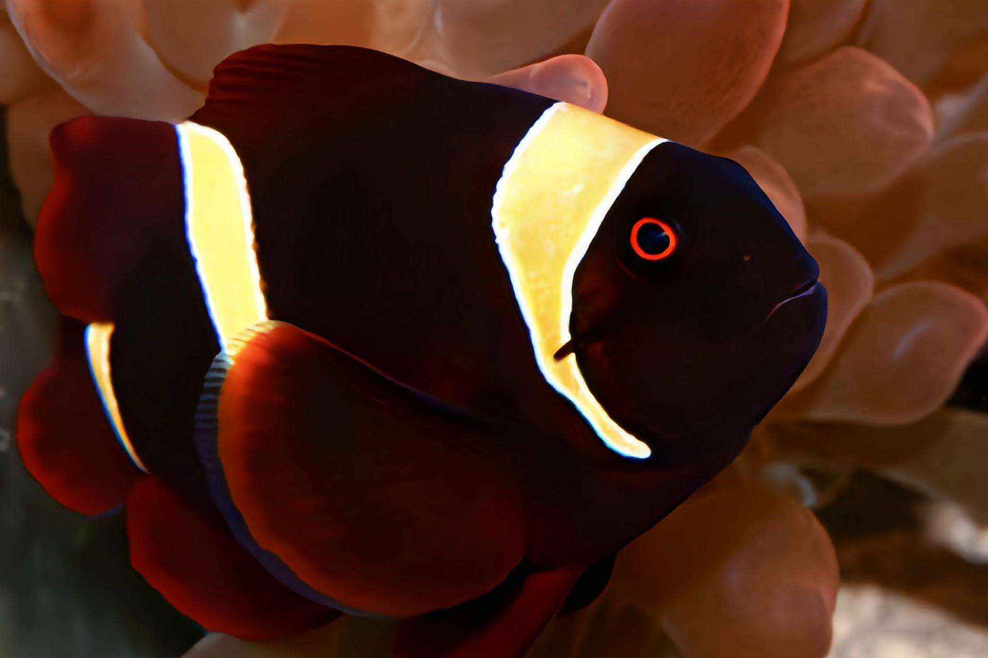 每天认识一种动物——金透红小丑鱼 金透红小丑鱼原产于太平洋