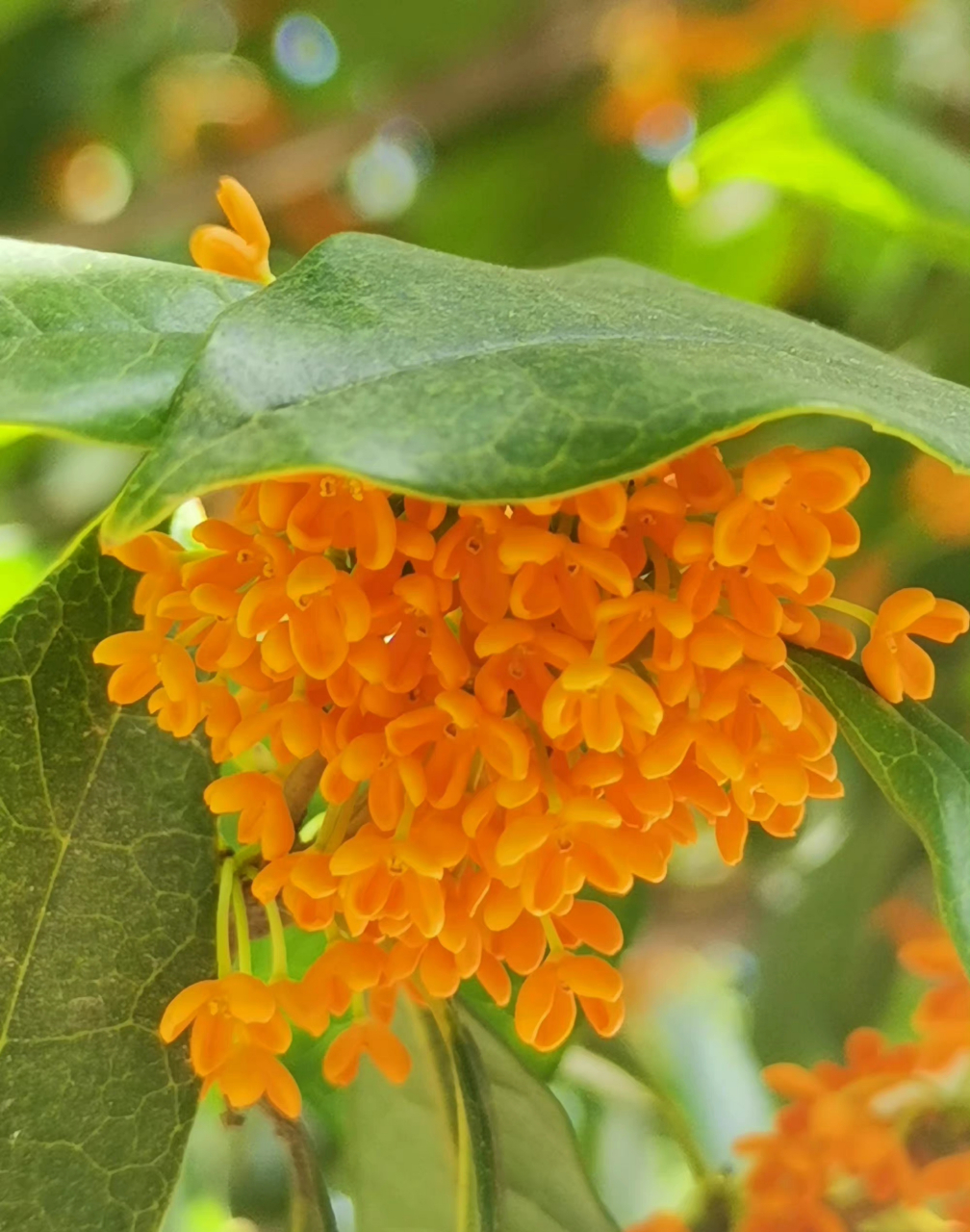 桂花什么时候开花 _广西桂花什么时候开花-第2张图片-潮百科