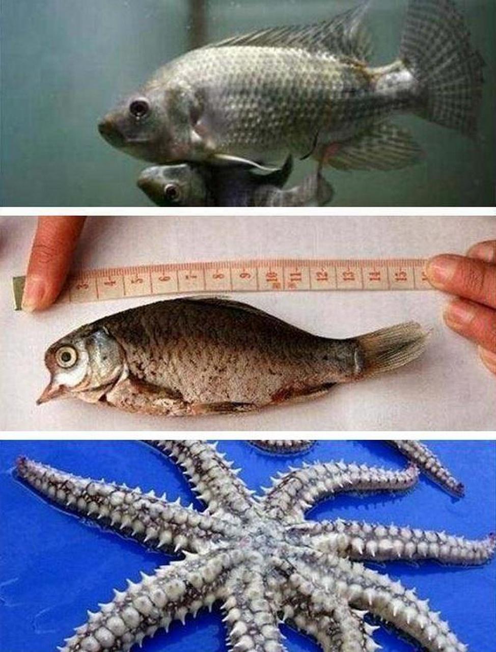 日本福岛正在以每天6000吨的速度向大海排放核废水.