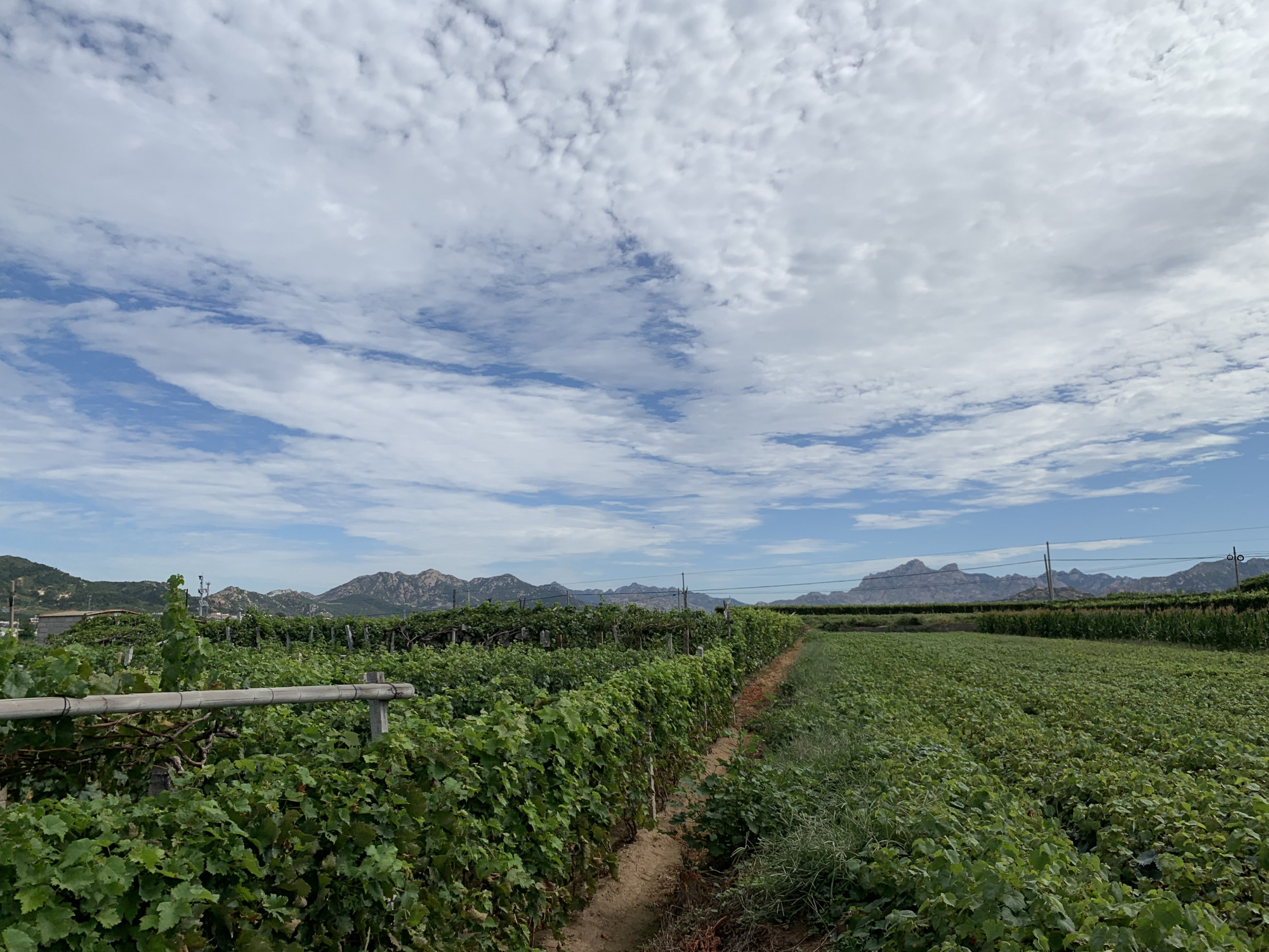 风景如画的平度市大泽山镇淄阳河水库,天蓝水碧,好惬意心向往之