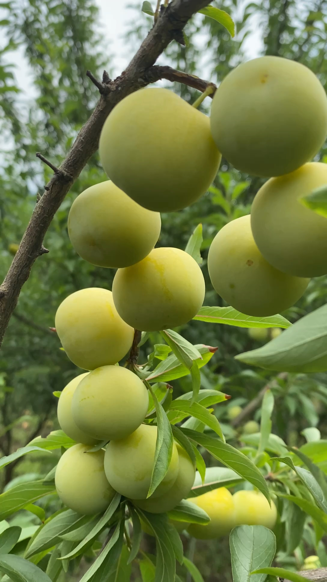 清泉蜜脆李子苗品种特点 结果表现 产量高 嫁接清泉蜜脆李子苗基地