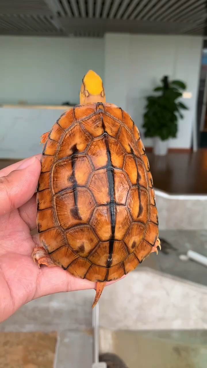 金钱龟海南大黄头头色黄又宽三线笔直纹路爆炸放射纹难得的漂亮三线