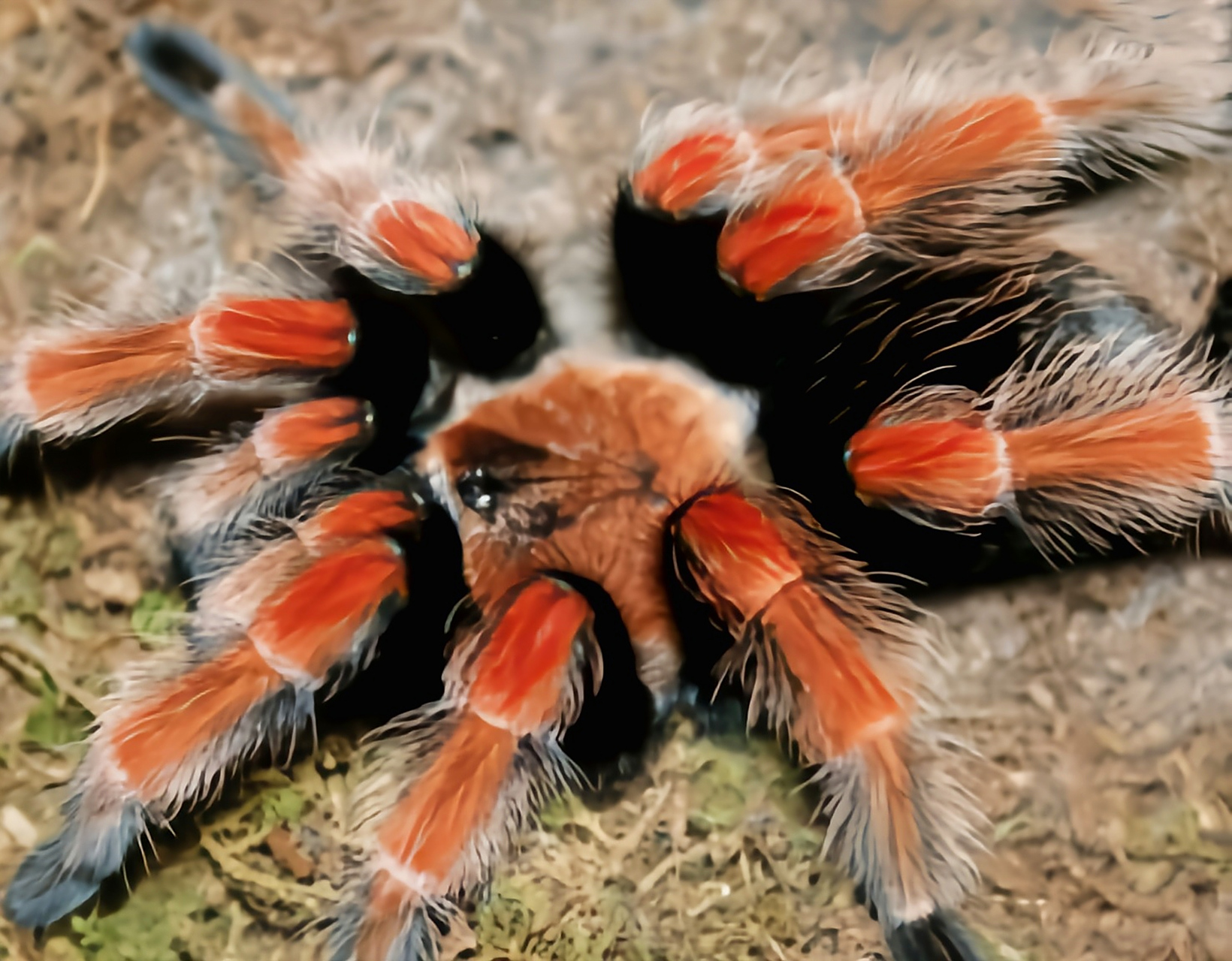 每天认识一种动物——墨西哥火脚蛛 墨西火脚蛛是蜘蛛目,捕鸟蛛科,短