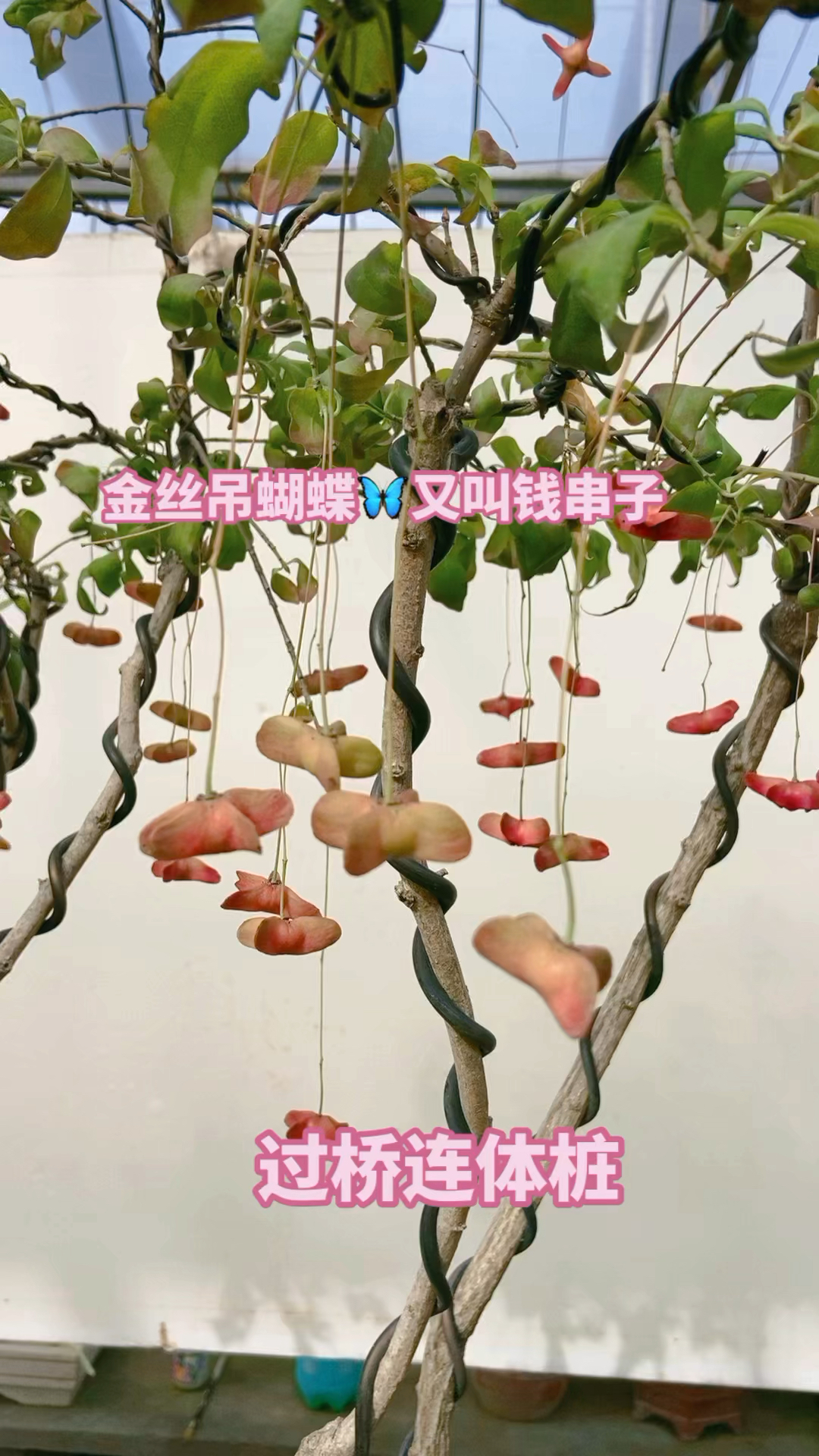 金丝吊蝴蝶的养殖方法和注意事项(金丝吊蝴蝶的养殖方法和注意事项在