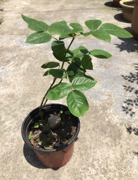 月季分枝少怎么办,侧盆可以吗?还是要横拉
