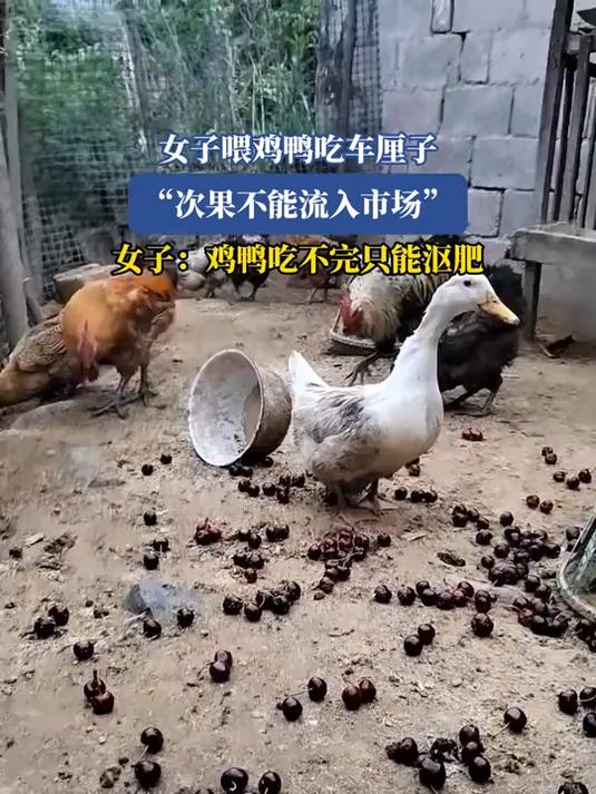 车厘子喂鸡图片图片