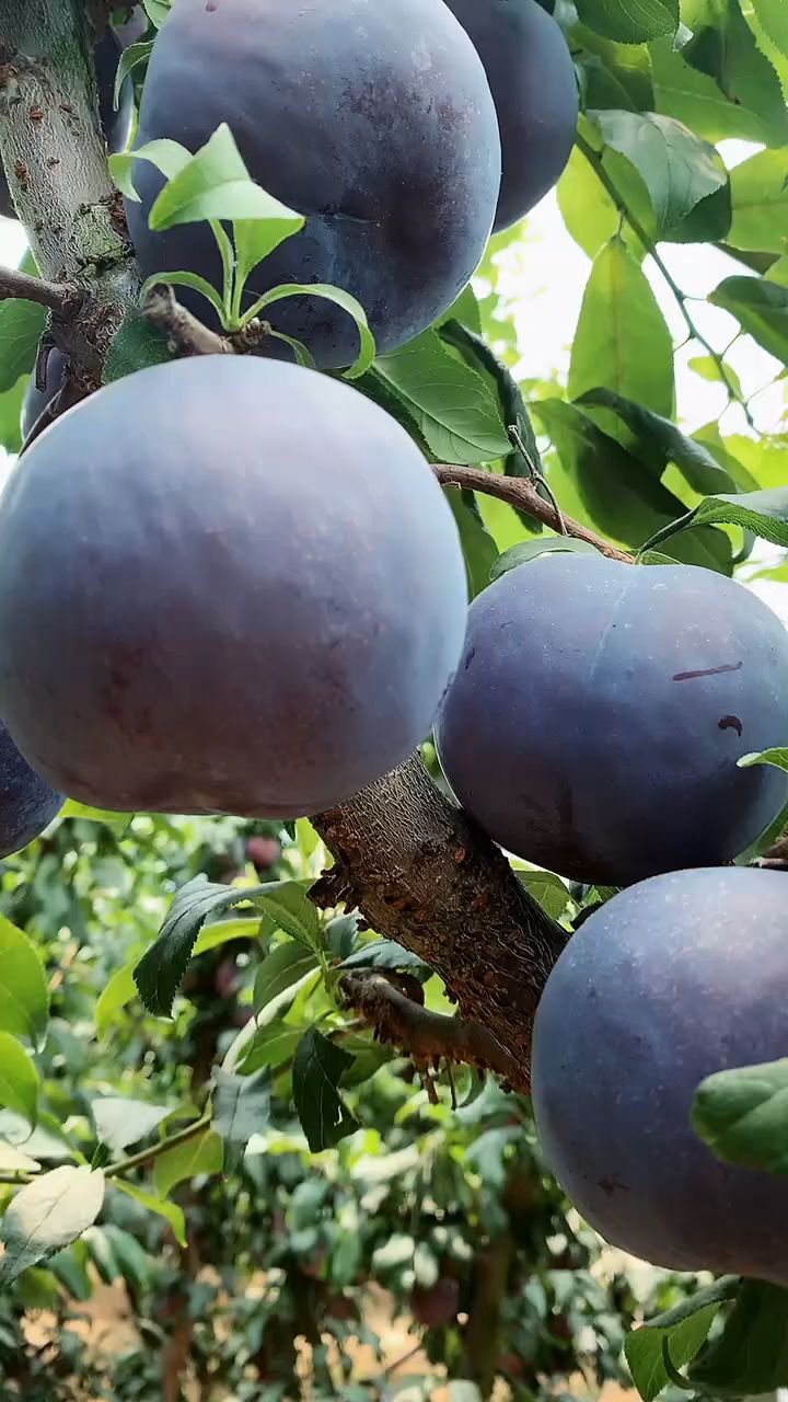 黑霸王李子树苗,口感脆甜多汁,适合南北方种植,离核丰产