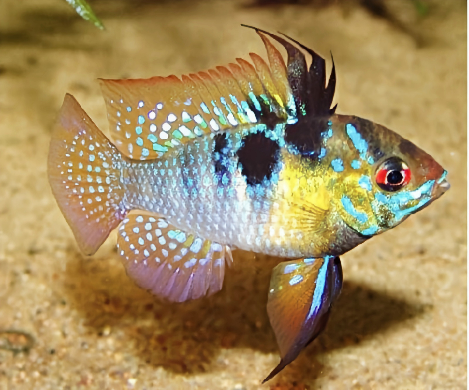 每天认识一种动物——玻利维亚凤凰鱼 玻利维亚凤凰又名帝王宝石,袖珍