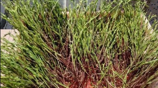 被称为圣草的独脚金,掌握好人工种植技术,种上一亩便可买车买房