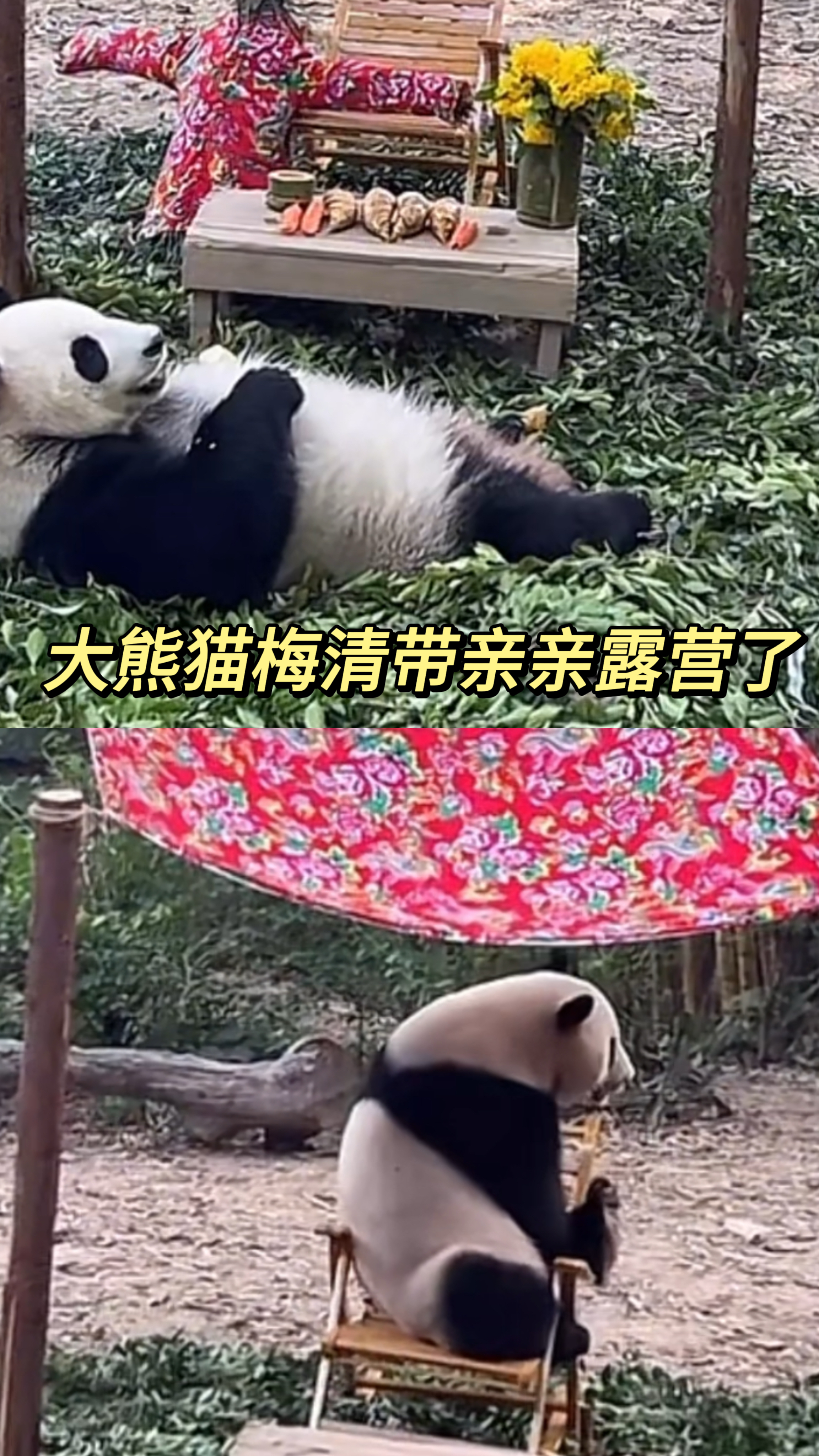 起猛了看见大熊猫露营玩摇摇椅了.