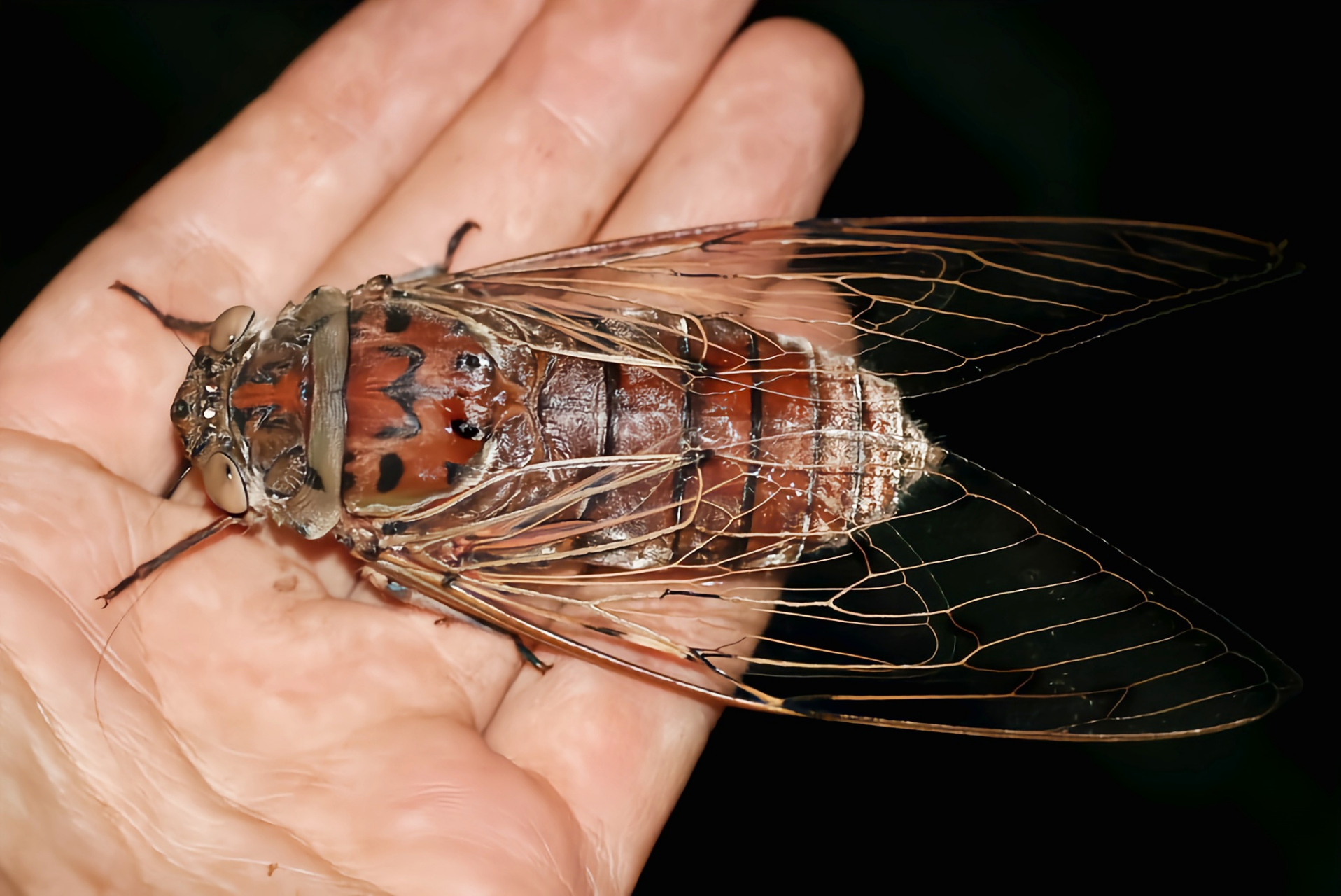 每天认识一种昆虫——帝王蝉 帝王蝉是半翅目,蝉科昆虫