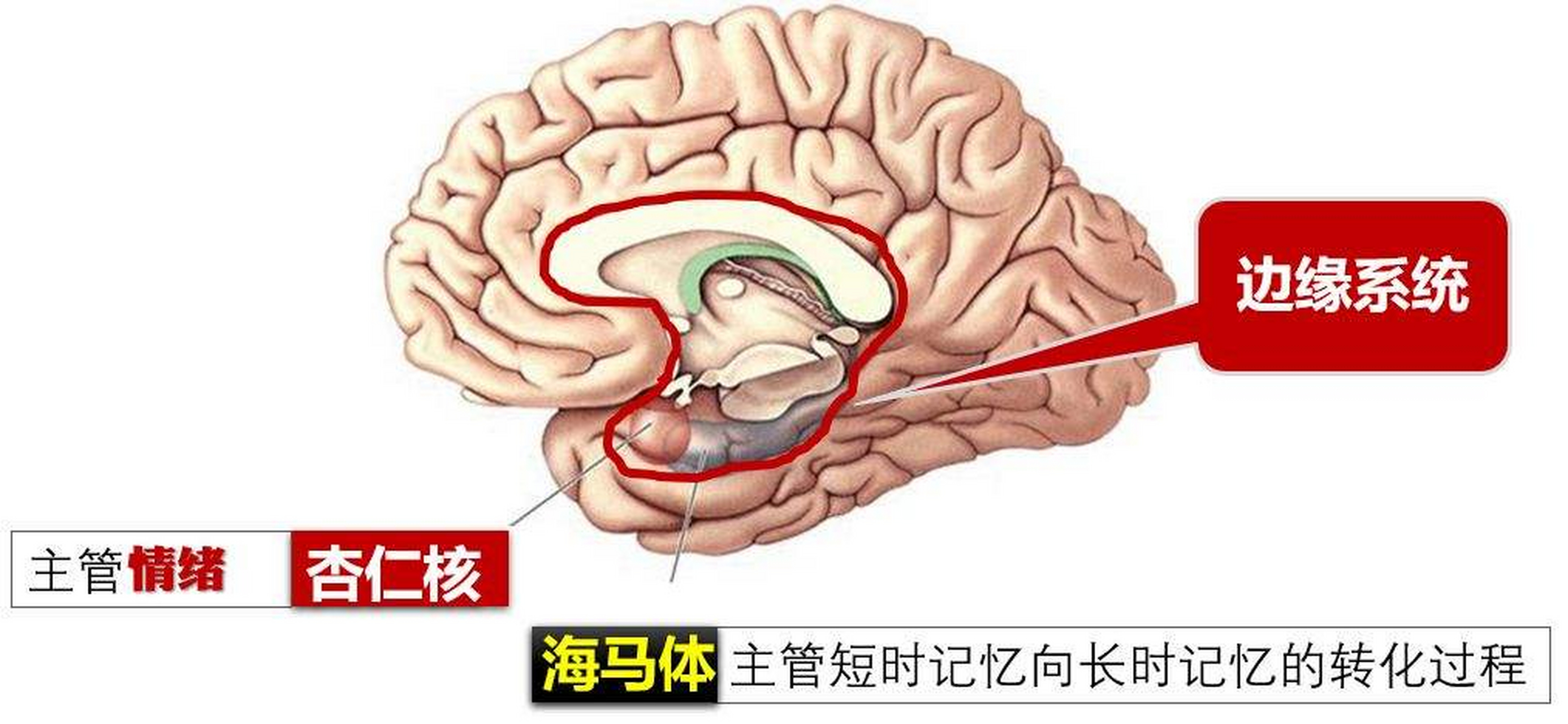 海豚大脑和人类大脑图片