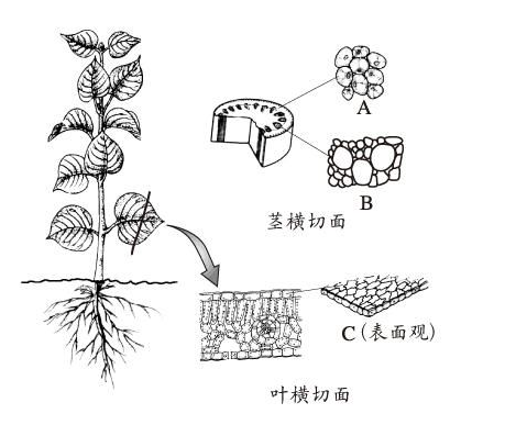 植物的结构层次