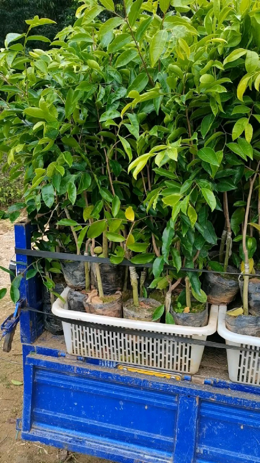 世上最名贵的植物,它就是奇楠沉香树.家有空地别浪费.