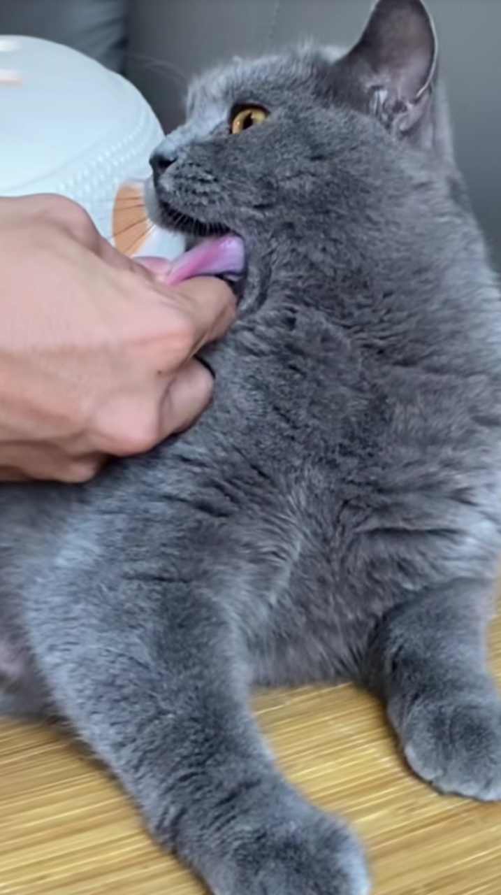 这么拔舌头,脾气再好的猫咪都会暴躁的吧[泪奔][泪奔]突然觉得这打挨