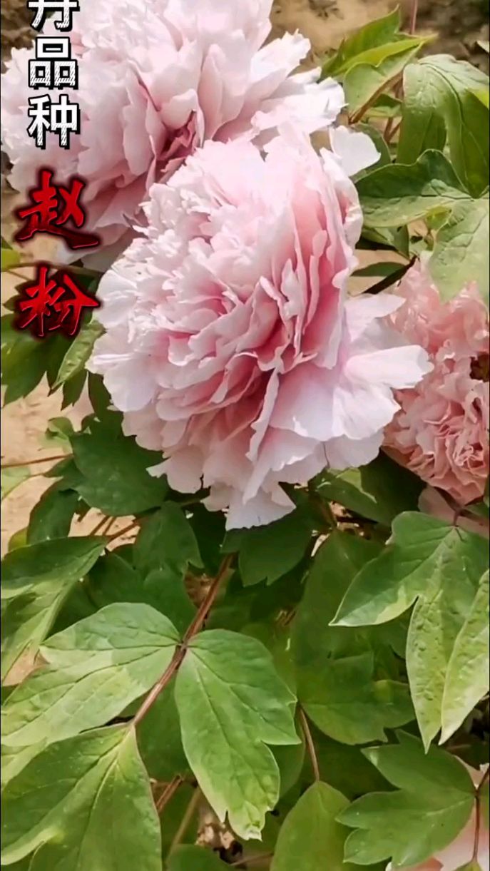 赵粉是牡丹四大名品中最年轻的,因出自清代赵家花园而得名#牡丹-度小