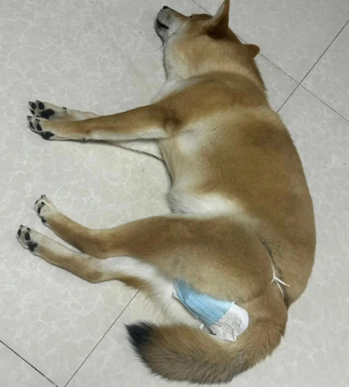 这狗子也穿上安全裤.