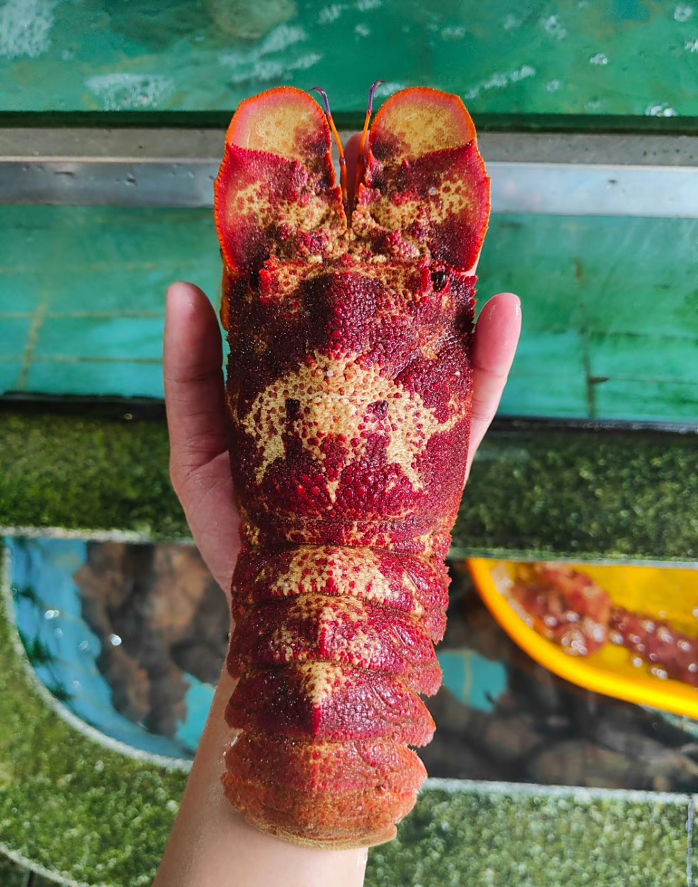 鳞突拟蝉虾,俗称犀牛虾,海战车,拖鞋龙虾,真的是太好看了!禁海第一天,