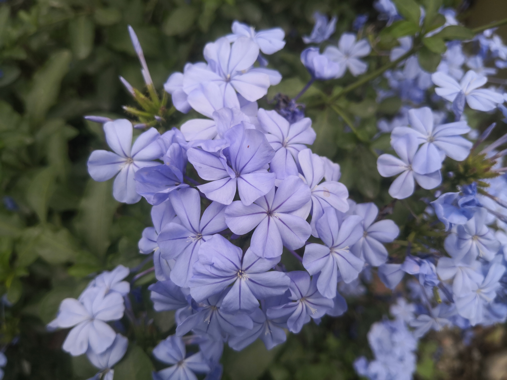 闷热的夏季,冷色调的蓝雪花,给人一种莫名的凉爽感.
