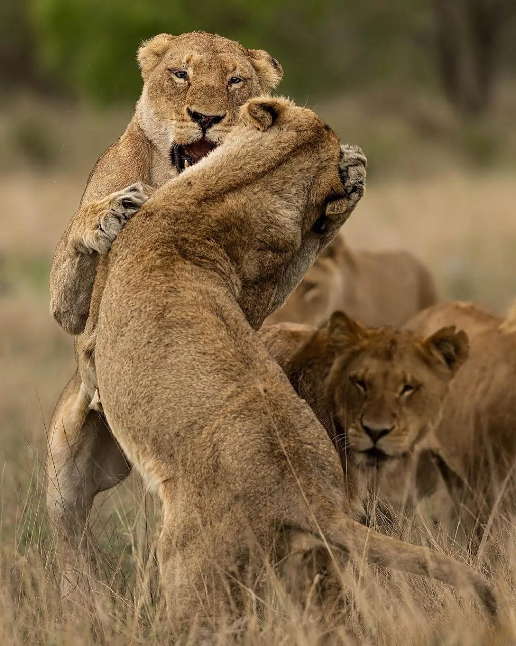 玩耍打闹的狮子!太有爱了.