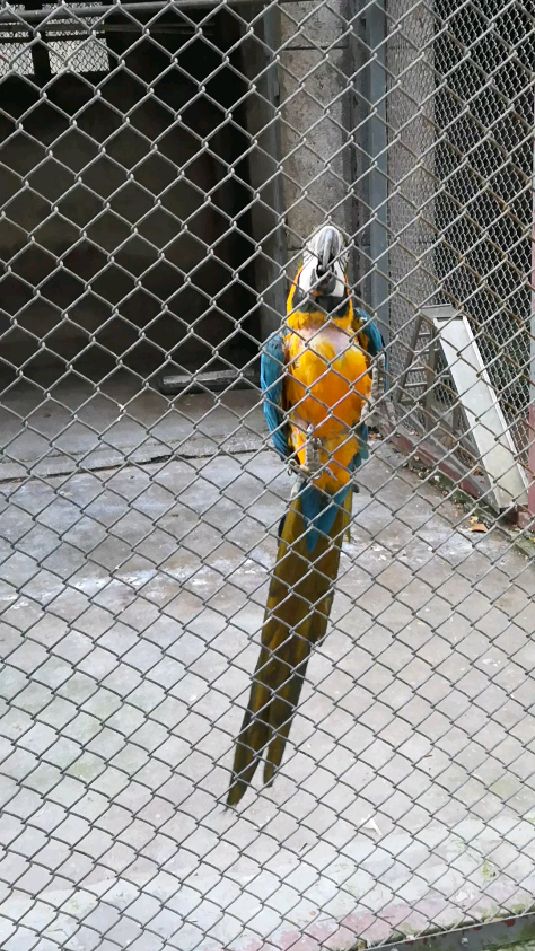 动物园的鹦鹉会说话