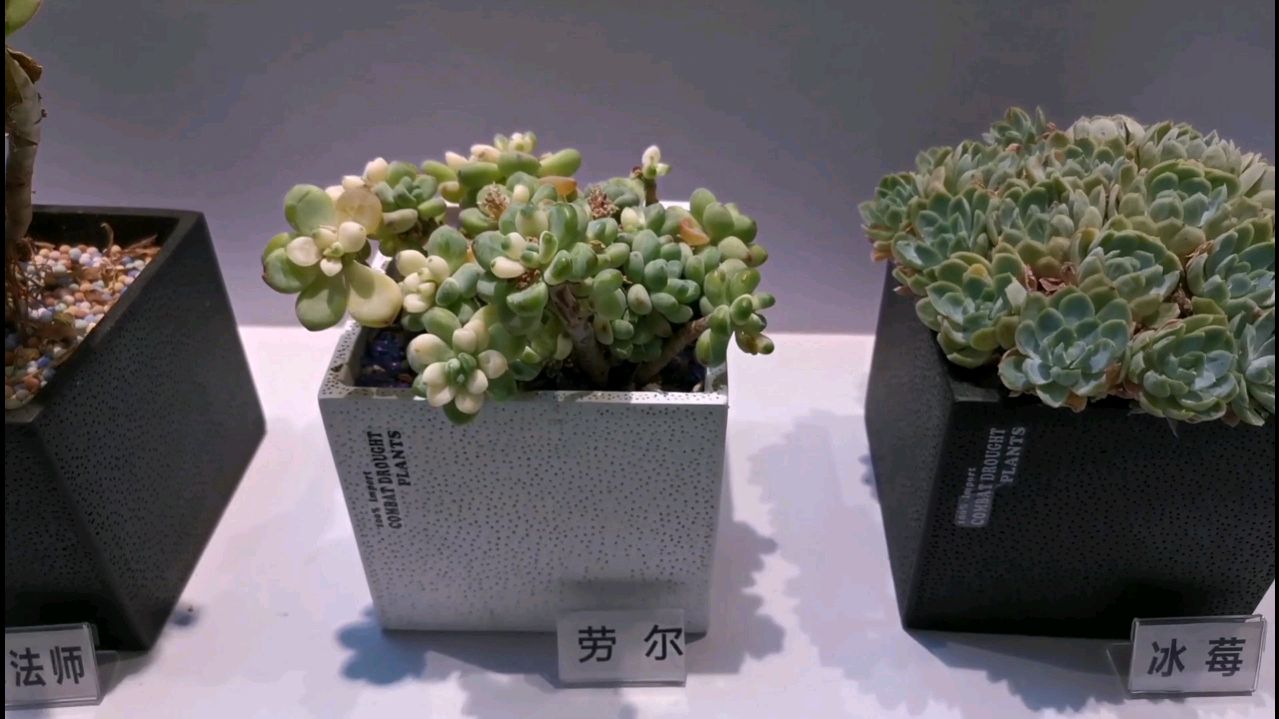三十种多肉植物,你认识多少个?