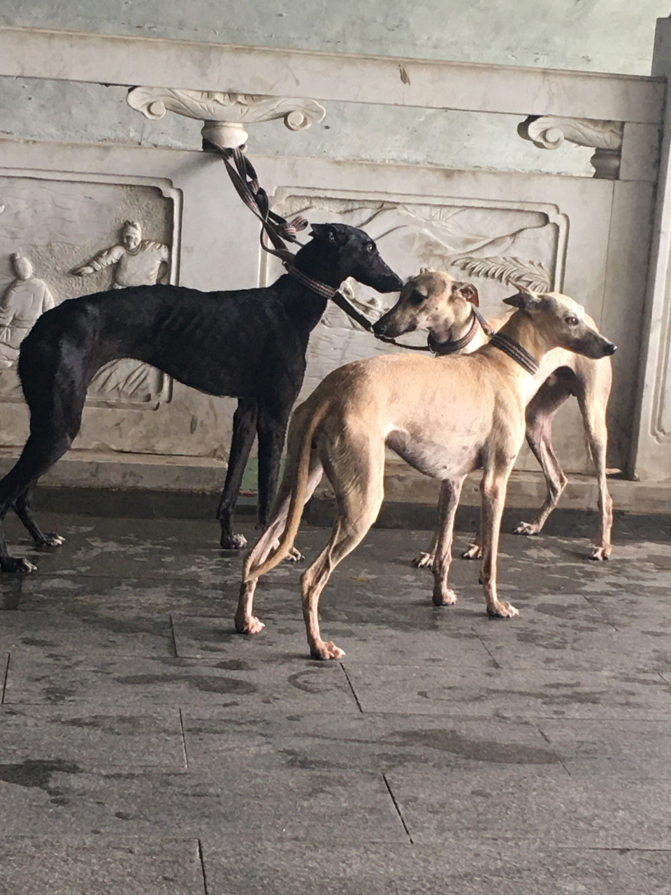 细犬和马犬图片