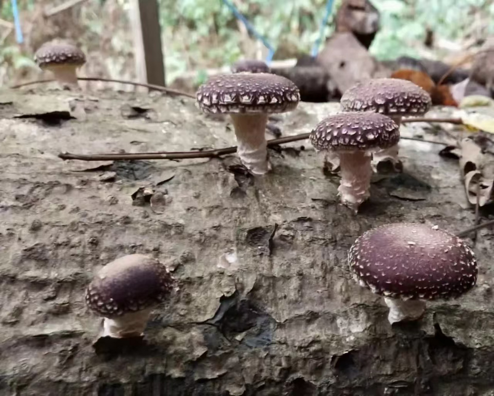 椴木香菇,由人工放倒橼子树,然后注入菌种放置野外山林