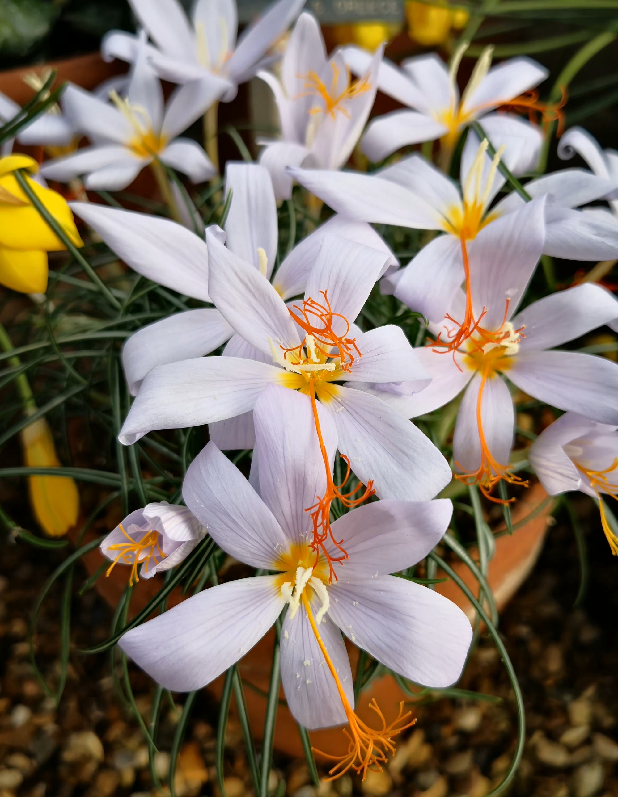 花语是默默喜欢的花(什么花的花语是暗恋默默守护)