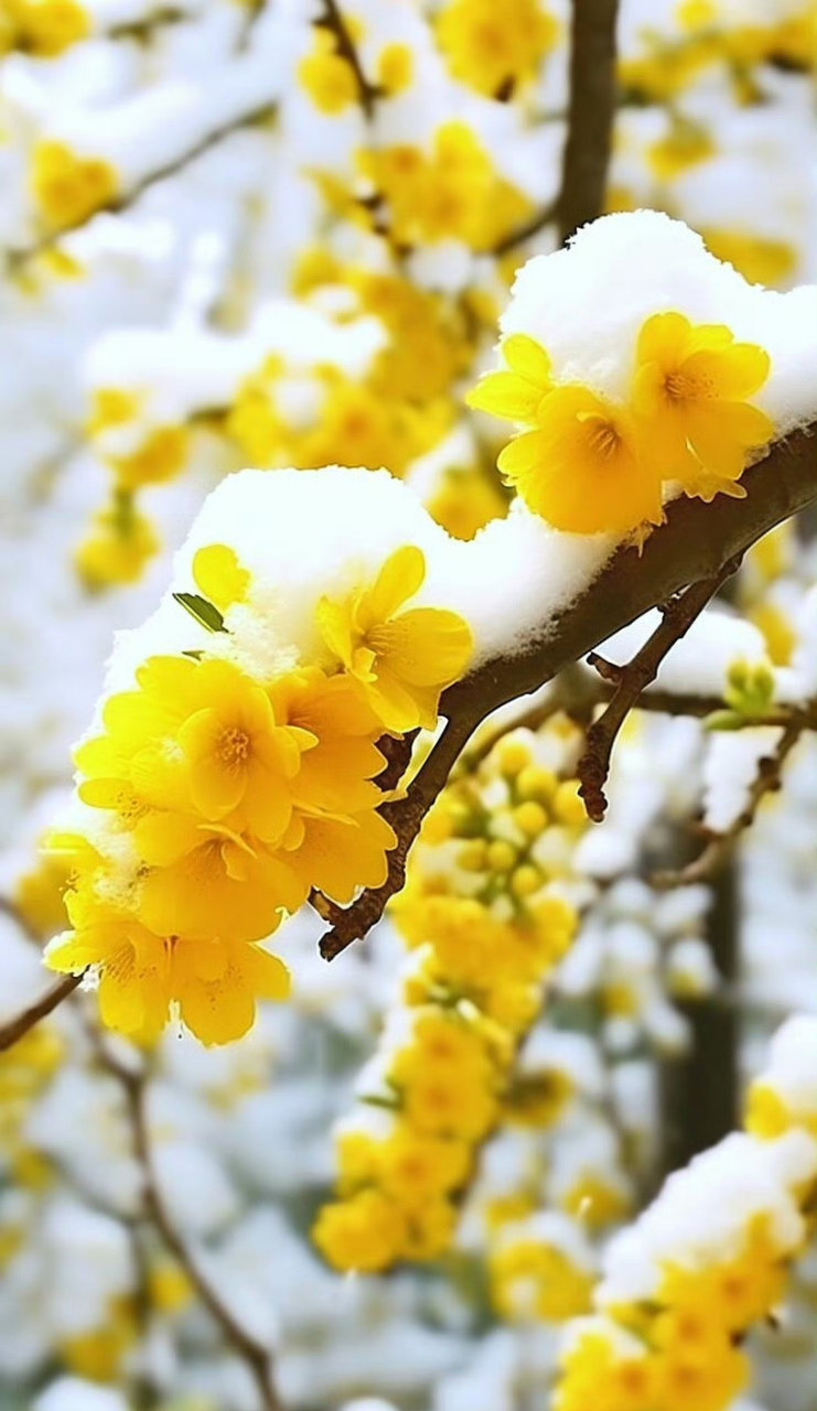 武汉冬日# 雪压青松松更翠,霜打梅花花更艳.