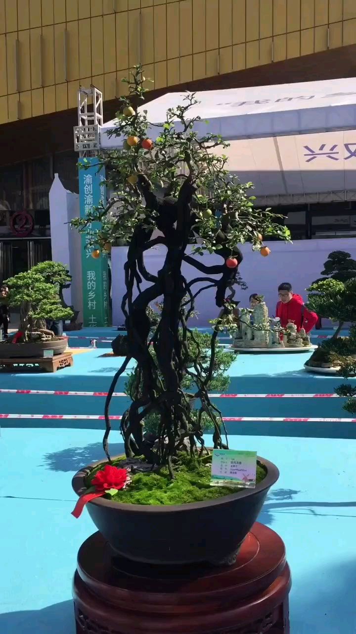 高提根小叶灌木金弹子