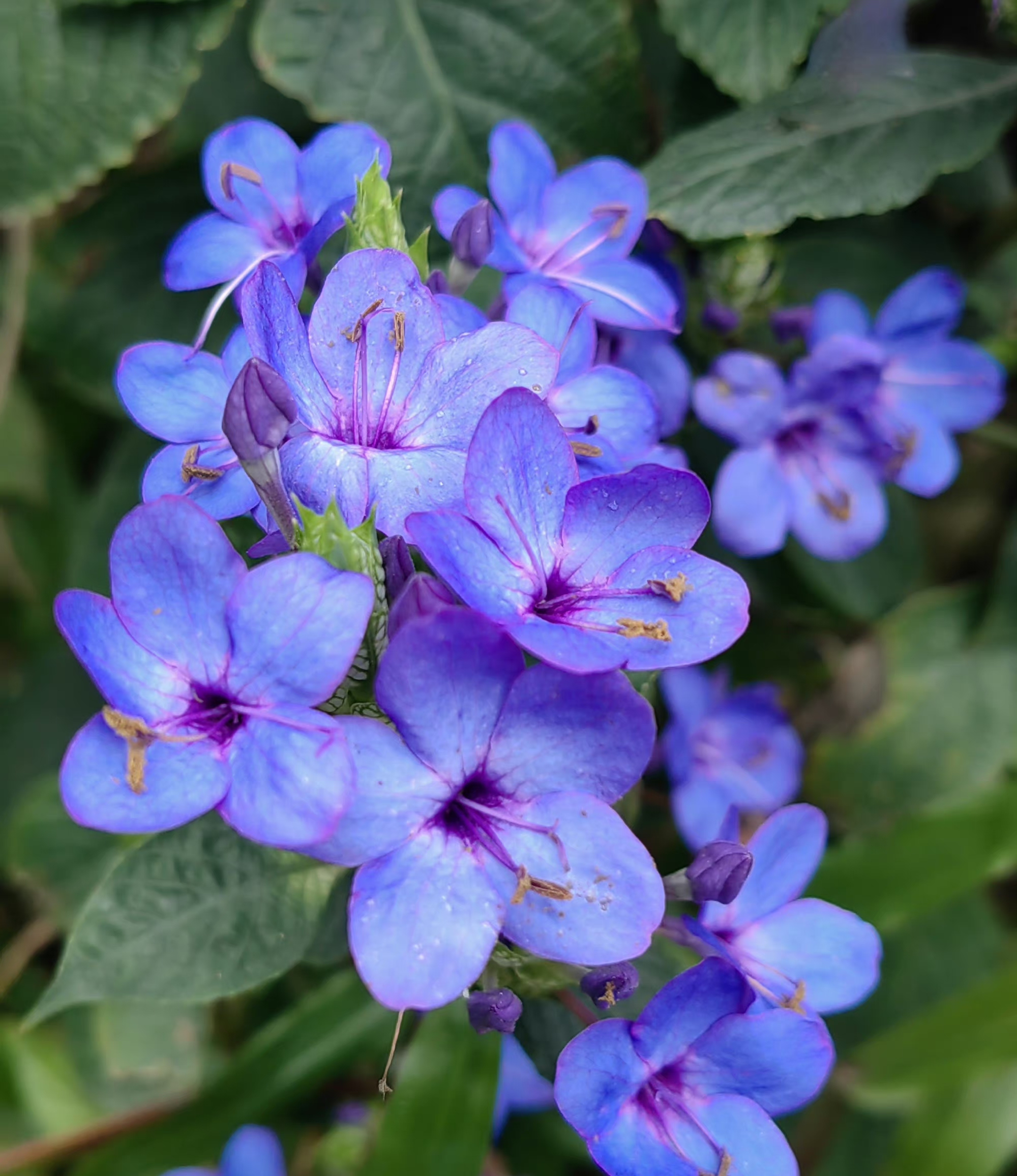 喜花草又名:可爱花,爱春花,蓝花仔;寓意:可爱喜人,梦幻优雅的可爱花