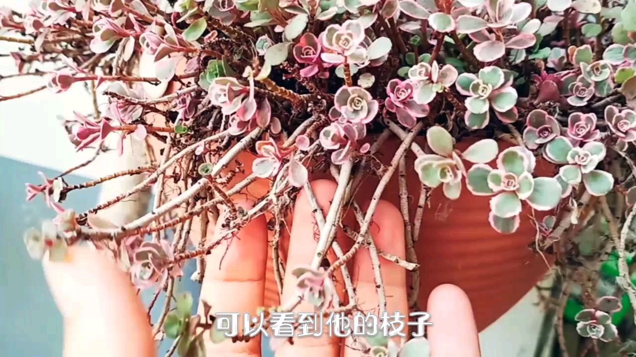 多肉植物小球玫瑰,夏天养护要注意什么?注意这个细节安全过夏