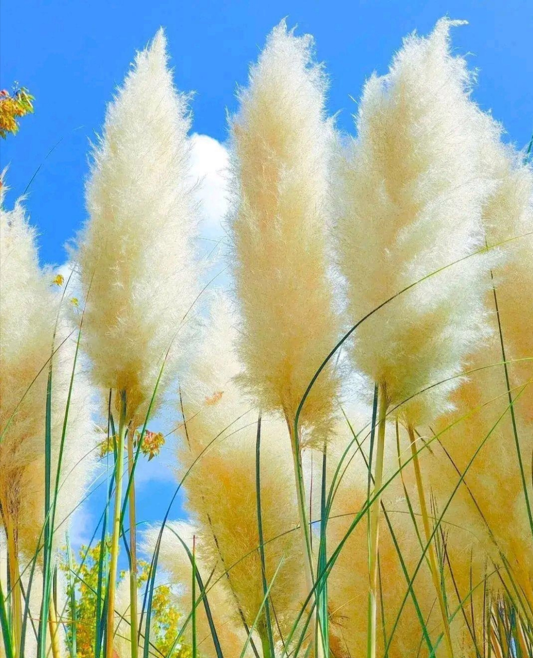 彩色的芦苇在秋风中荡漾,像是秋天的童话世界,美的让人流连忘返.