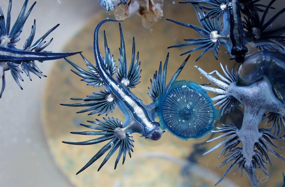 美国海滩出现罕见"蓝龙",外表美丽动人,但一旦碰见需速速远离