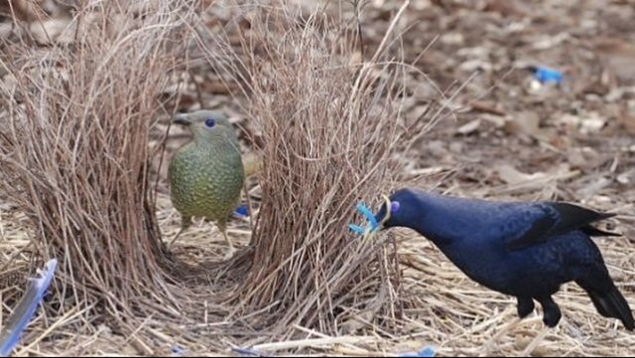 从园丁鸟搭巢求偶议人类"婚前财产法律保护"