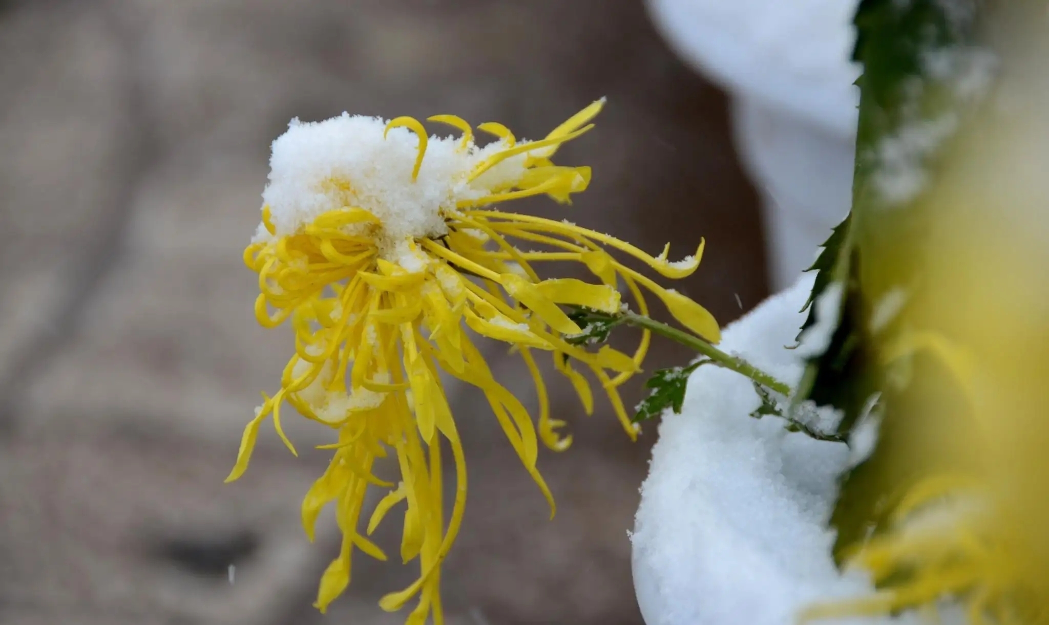 奉上拙作寒菊以文会友权聊求赐教
