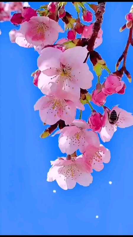 《桃花诺》一寸土一年木一花一树一贪图-度小视