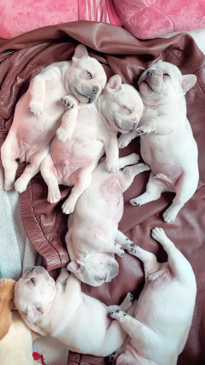 几只猪睡觉的照片图片