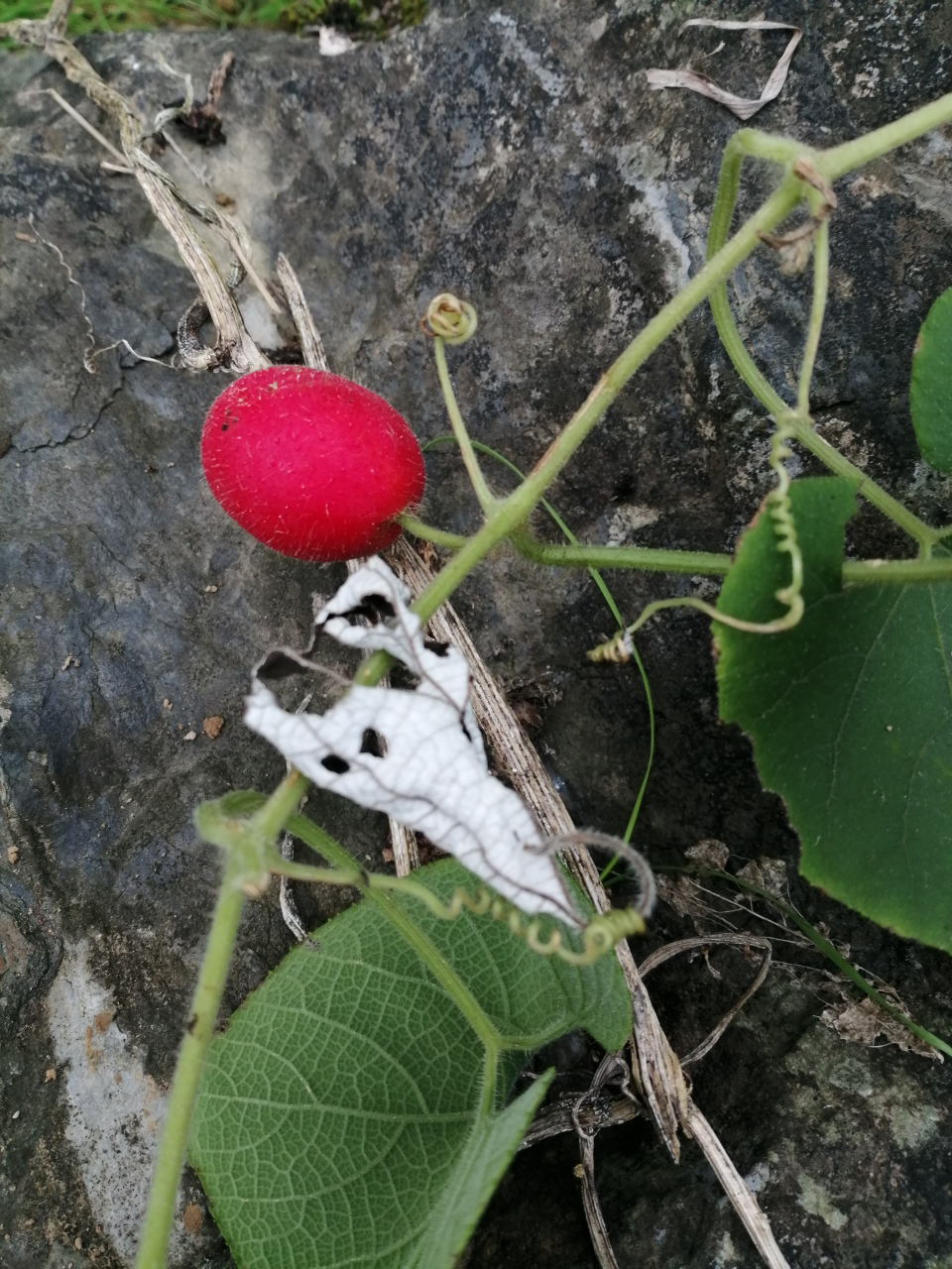 这是什么鬼果果,红的诱人,想要把它吃了,不知道能不能先吃,有人知道它