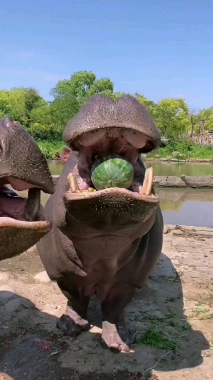河马喜欢吃西瓜