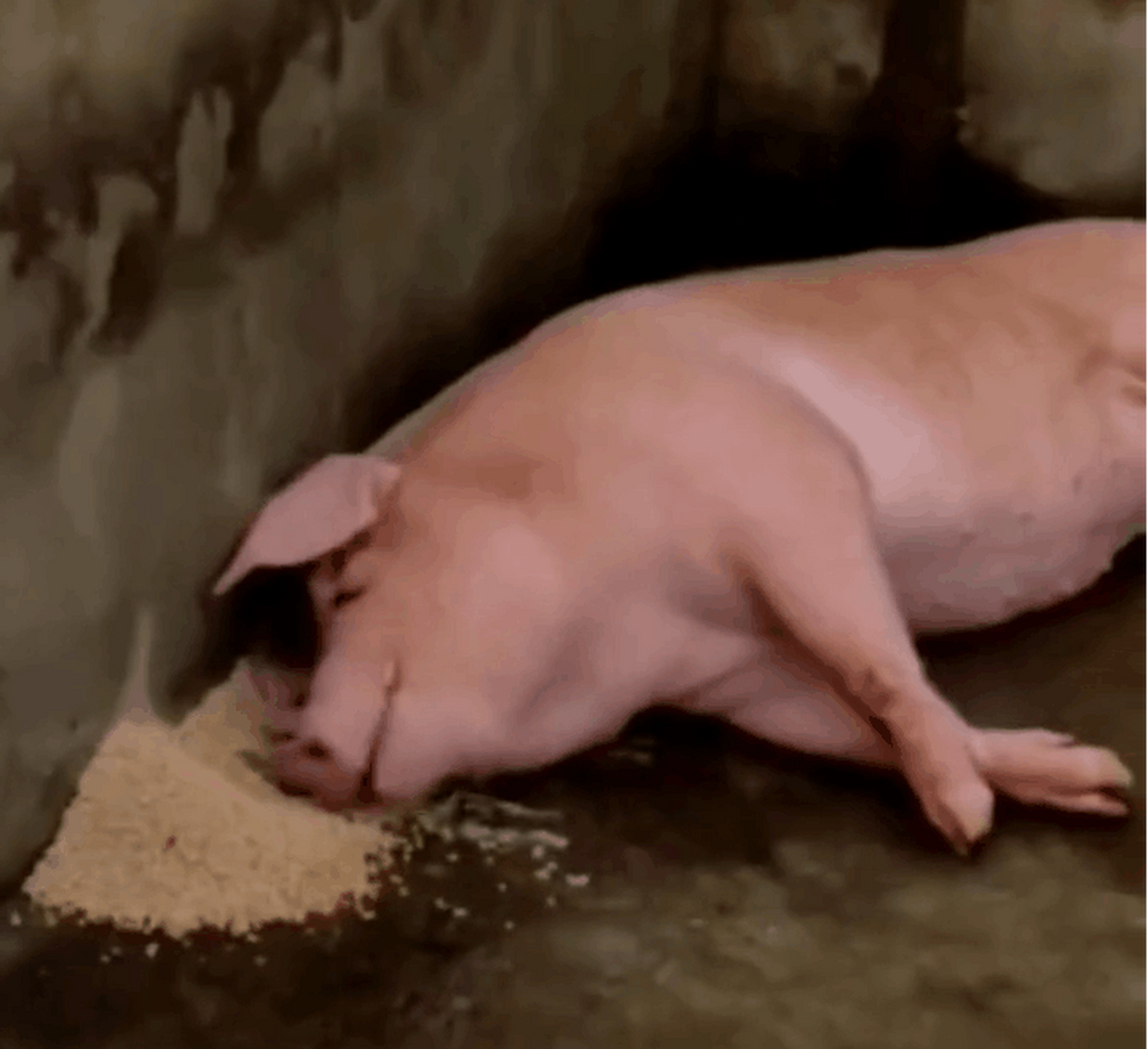 幸福快乐的猪#搞笑# #搞笑动图