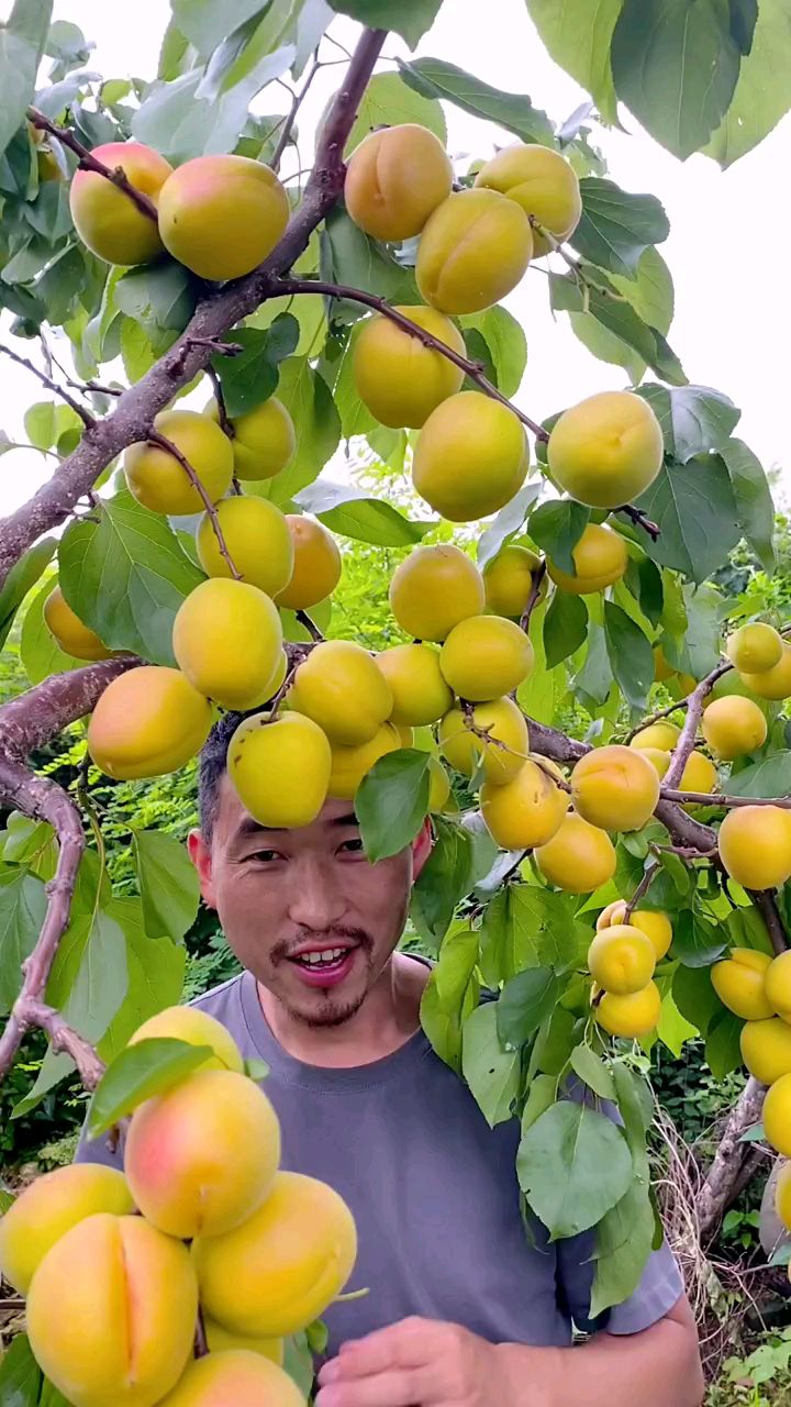 帝王大杏苗,产量高,口感纯甜,适合庭院种植-度小视