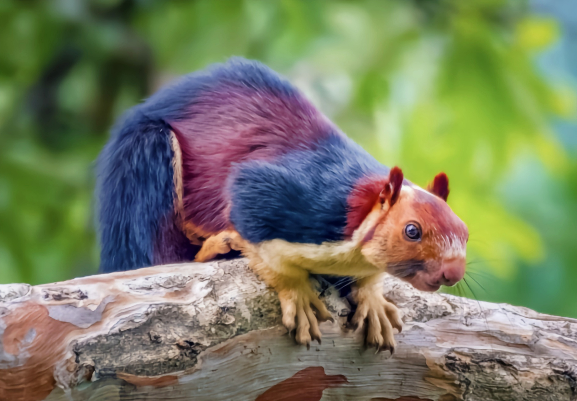 每天认识一种动物——巨松鼠 巨松鼠是一种大型树栖哺乳动物,我国分布