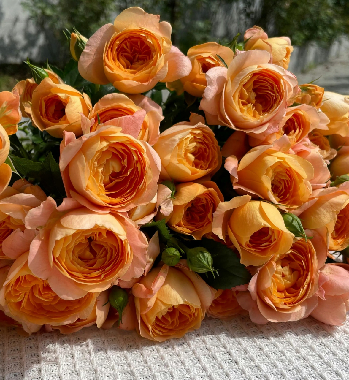 橙色月季花代表青春,靓丽,光荣的形象,表达未来生活,事业充满希望