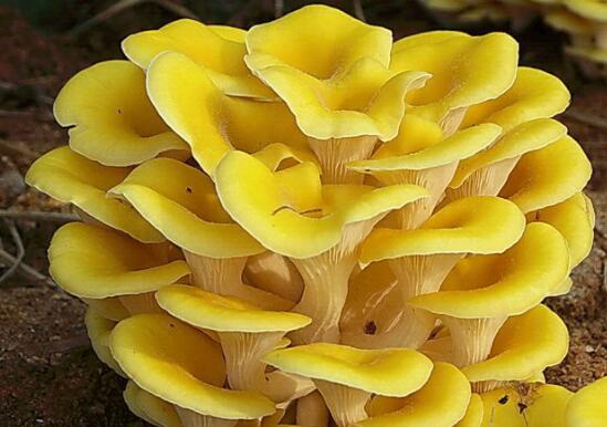 健康养生食物大全